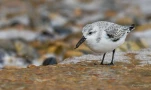 Becasseau-sanderling-DSC 2374-2