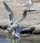 Goeland-juvenile-sterne-caugek-combat-DSC 0766