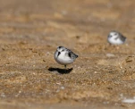 Becasseau-sanderling-DSC 5433
