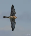 Faucon-crecerelle-DSC 1011