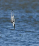 Sterne-naine-DSC 4403