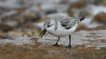 Becasseau-sanderling-DSC 2372