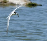 Sterne-caugek-en-vol-poisson-DSC 7975