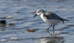 Becasseau-sanderling-DSC 4754