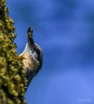 Sittelle-torchepot-nourissage-DSC 1937