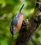 Sittelle-torchepot-DSC 8709