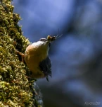 Sittelle-torchepot-nourissage-DSC 1978-2