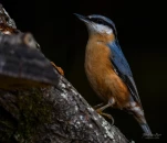 Sittelle-torchepot-DSC 2347