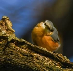 Lac-de-Grand-Lieu-Sittelle-torchepot-DSC 1856