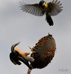 Sittelle-torchepot-vol-DSC 3600