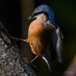 Sittelle-torchepot-DSC 4234