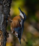 Sittelle-torchepot-DSC 2505