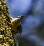 Sittelle-torchepot-nourissage-DSC 1978