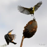 Sittelle-torchepot-DSC 3599