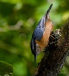 Sittelle-torchepot-DSC 8710