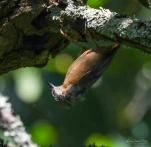 Sittelle-torchepot-DSC 1163-2