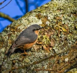 Sittelle-torchepot-DSC 1916-2