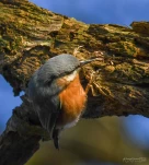 Sittelle-torchepot-DSC 1876-2