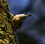 Sittelle-torchepot-nourissage-DSC 1987