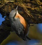 Lac-de-Grand-Lieu-Sittelle-torchepot-DSC 1868