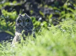 Hibou-des-marais-DSC 3558-2