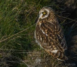 Hibou-des-marais-DSC 6152