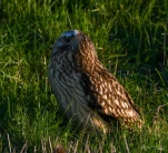 Hibou-des-marais-DSC 1125