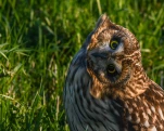 Hibou-des-marais-DSC 1103-insolite