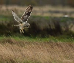 Hibou-des-marais-DSC 9104