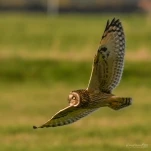 Hibou-des-marais-DSC 3560