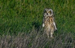 Hibou-des-marais-DSC 7196