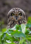 Hibou-des-marais-DSC 3088