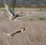 Hibou-des-marais-DSC 9027