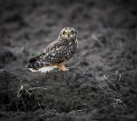 Hibou-des-marais-DSC 2674