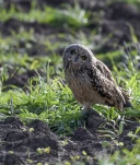 Hibou-des-marais-DSC 1674-2