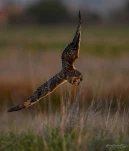 Hibou-des-marais-DSC 0236