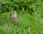 Hibou-des-marais-DSC 2440