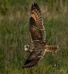 Hibou-des-marais-DSC 0128