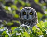 Hibou-des-marais-DSC 1527