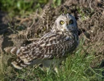 Hibou-des-marais-DSC 3477-2