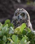 Hibou-des-marais-DSC 2347-2