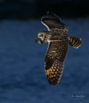 Hibou-des-marais-DSC 6379