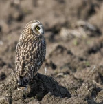 Hibou-des-marais-DSC 3974-2