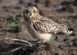 Hibou-des-marais-DSC 2511