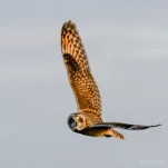 DSC 3302-hibou-des-marais-insolite