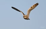 Hibou-des-marais-Z09 4412-2