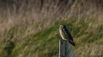 Hibou-des-marais-DSC 5132