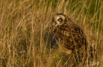 Hibou-des-marais-DSC 3291