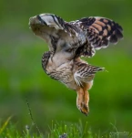 Hibou-des-marais-DSC 5879