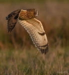 Hibou-des-marais-DSC 0093